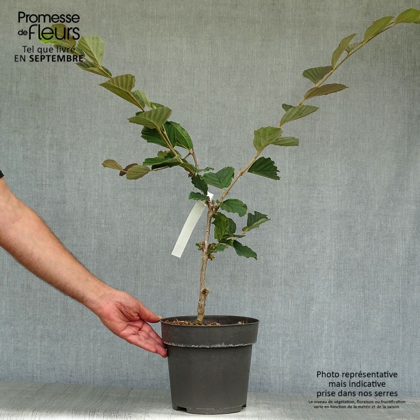 Esemplare di Hamamelis vernalis Washington Park - Amamelide Vaso da 4L/5L come consegnato in autunno