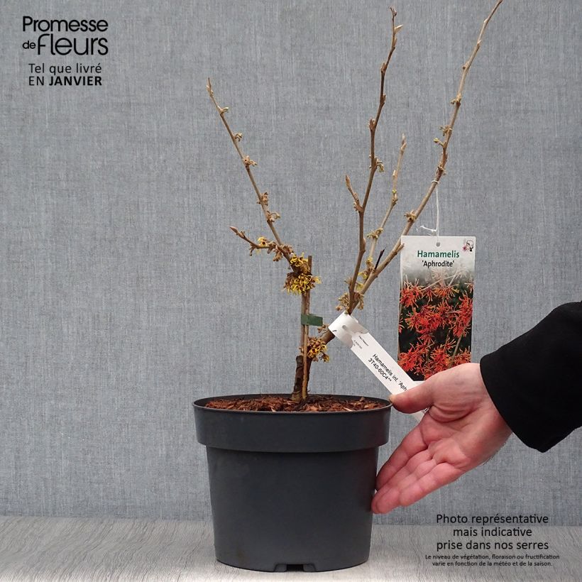 Hamamelis intermedia Aphrodite - Amamelide Vaso da 3L/4L esemplare consegnato in inverno