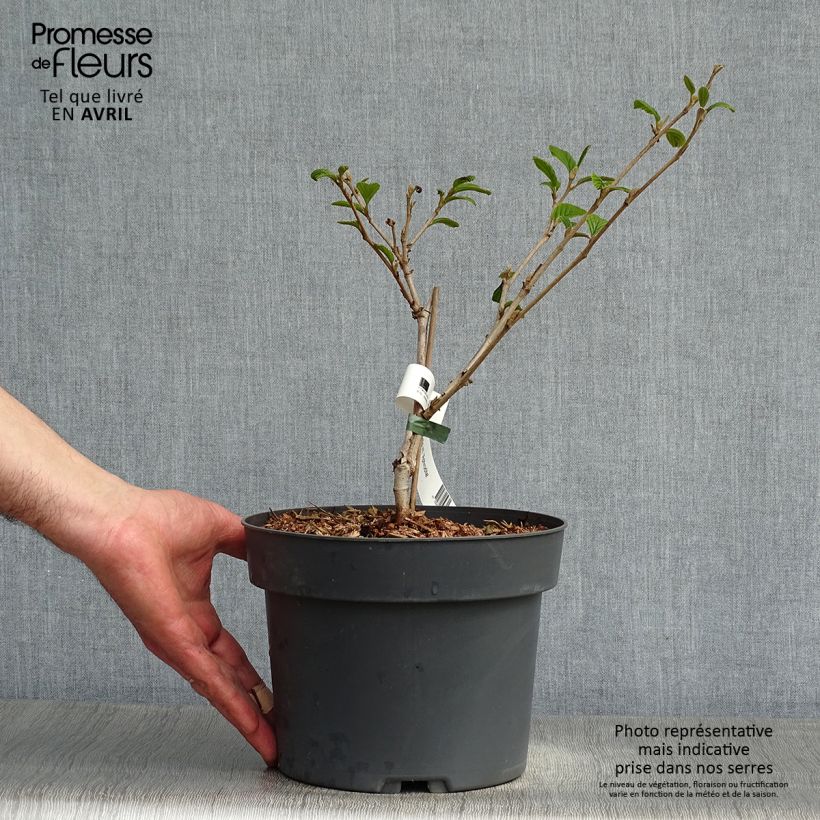 Hamamelis intermedia Aphrodite - Amamelide Vaso da 3L/4L esemplare consegnato in primavera