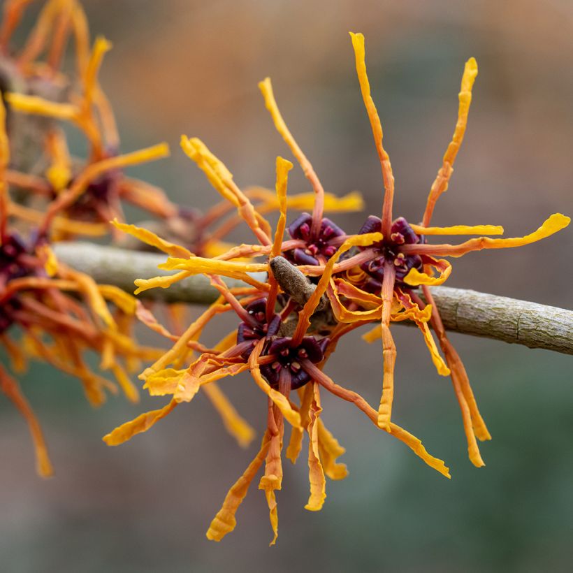 Hamamelis intermedia Aphrodite - Amamelide (Fioritura)