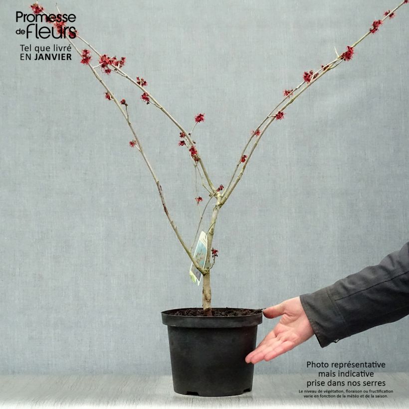 Hamamelis intermedia Feuerzauber - Amamelide Vaso da 4L/5L esemplare consegnato in inverno