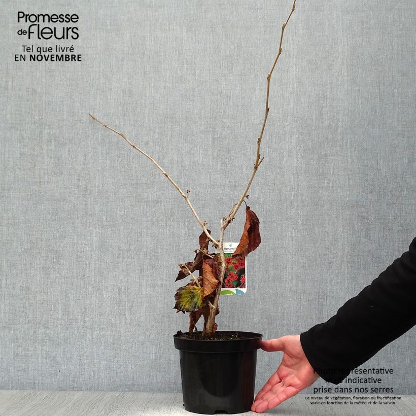 Esemplare di Hamamelis intermedia Jelena - Amamelide Vaso da 2L/3L come consegnato in autunno