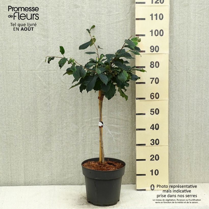 Esemplare di Hamamelis intermedia Rubin - Amamelide Vaso da 7,5L/10L, Vaso impalcato consegnato in estate