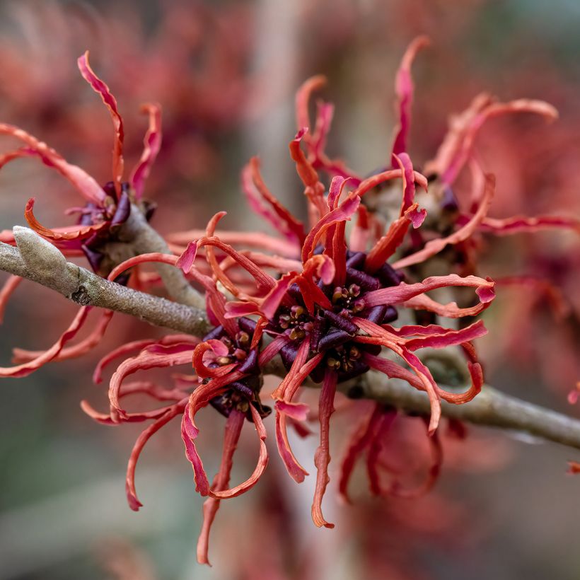 Hamamelis intermedia Rubin - Amamelide (Fioritura)