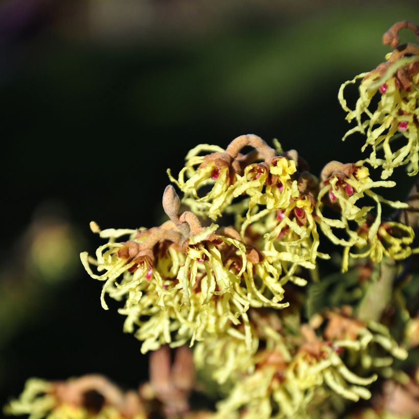 Hamamelis intermedia Westerstede - Amamelide (Fioritura)