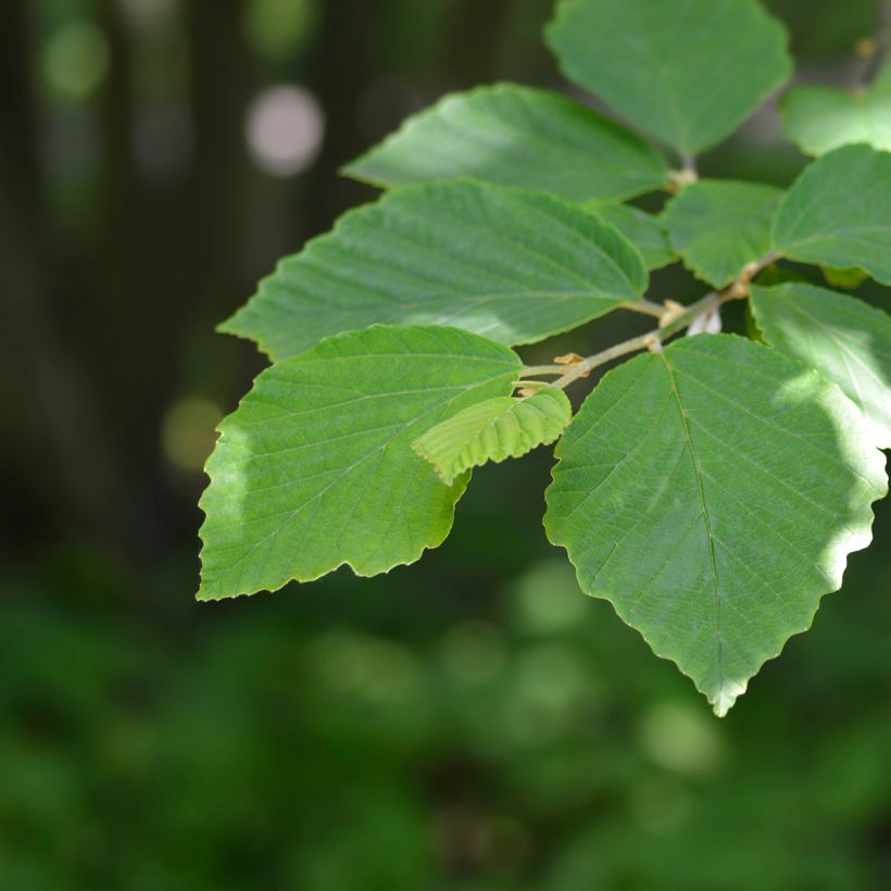 Hamamelis japonica Zuccariniana - Amamelide (Fogliame)