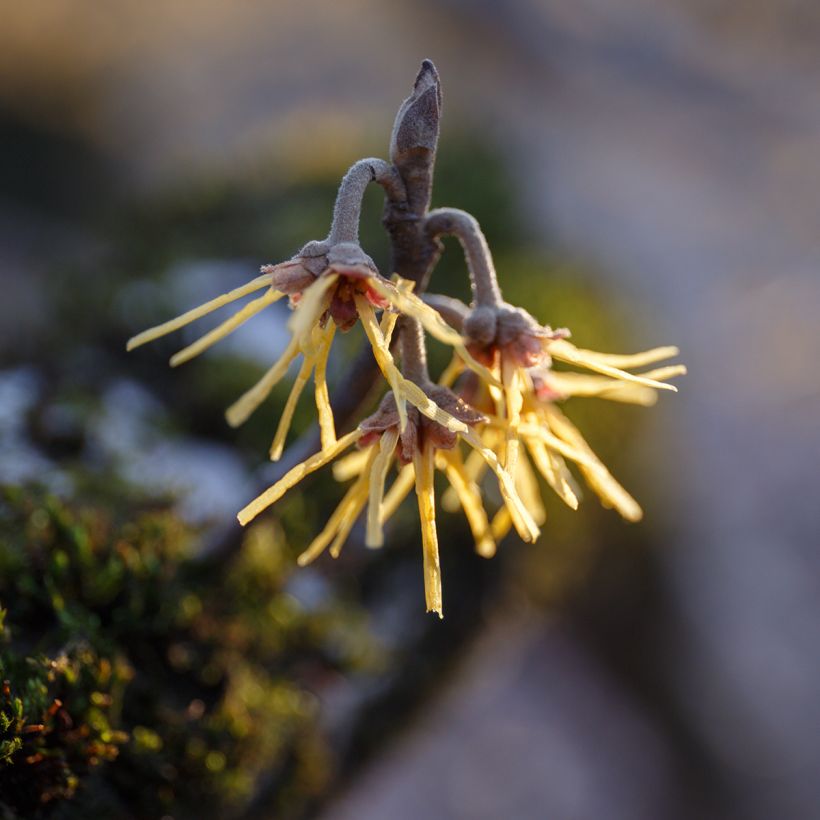 Hamamelis mollis Pallida - Amamelide cinese (Fioritura)