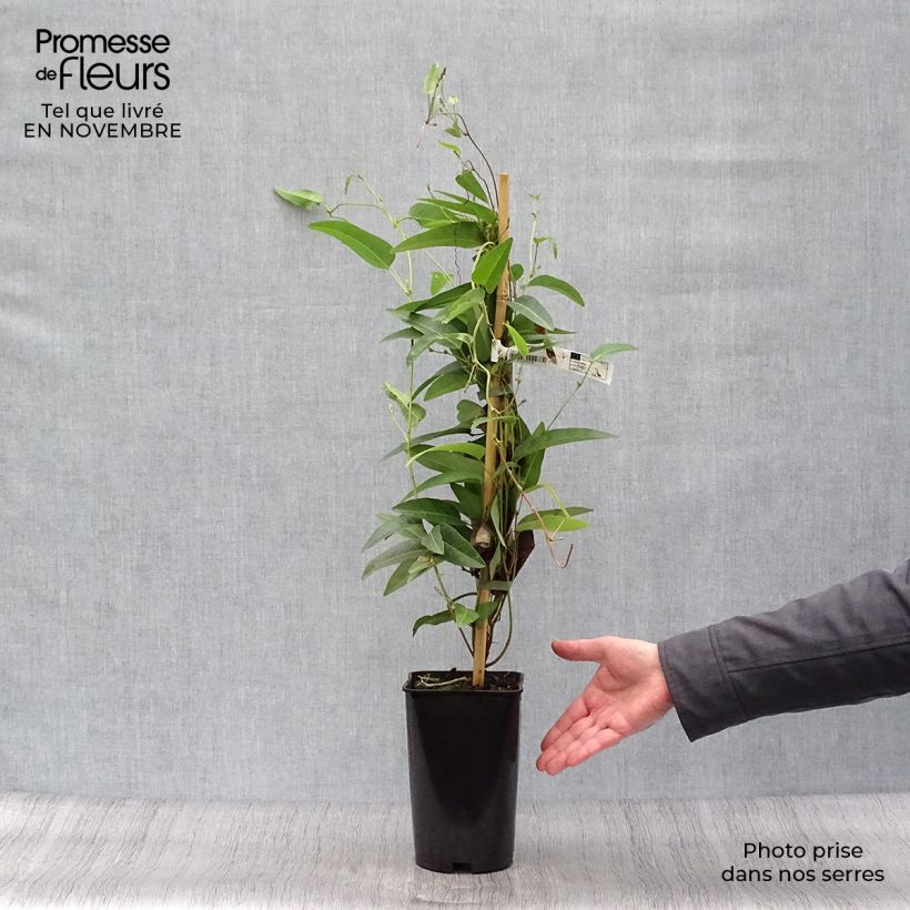 Esemplare di Hardenbergia violacea Vaso da 2L/3L come consegnato in autunno