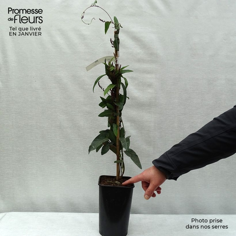 Hardenbergia violacea Vaso da 2L/3L esemplare consegnato in inverno