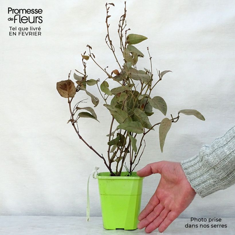 Hardenbergia violacea Regent Vaso da 1L/1,5L esemplare consegnato in inverno