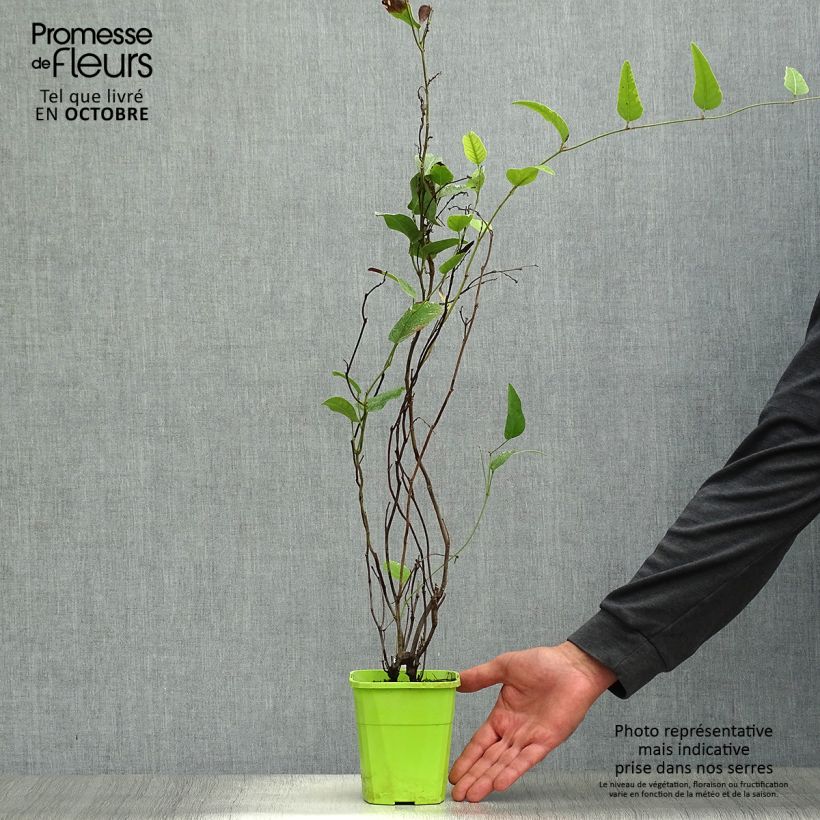 Esemplare di Hardenbergia violacea Regent Vaso da 1L/1,5L come consegnato in autunno