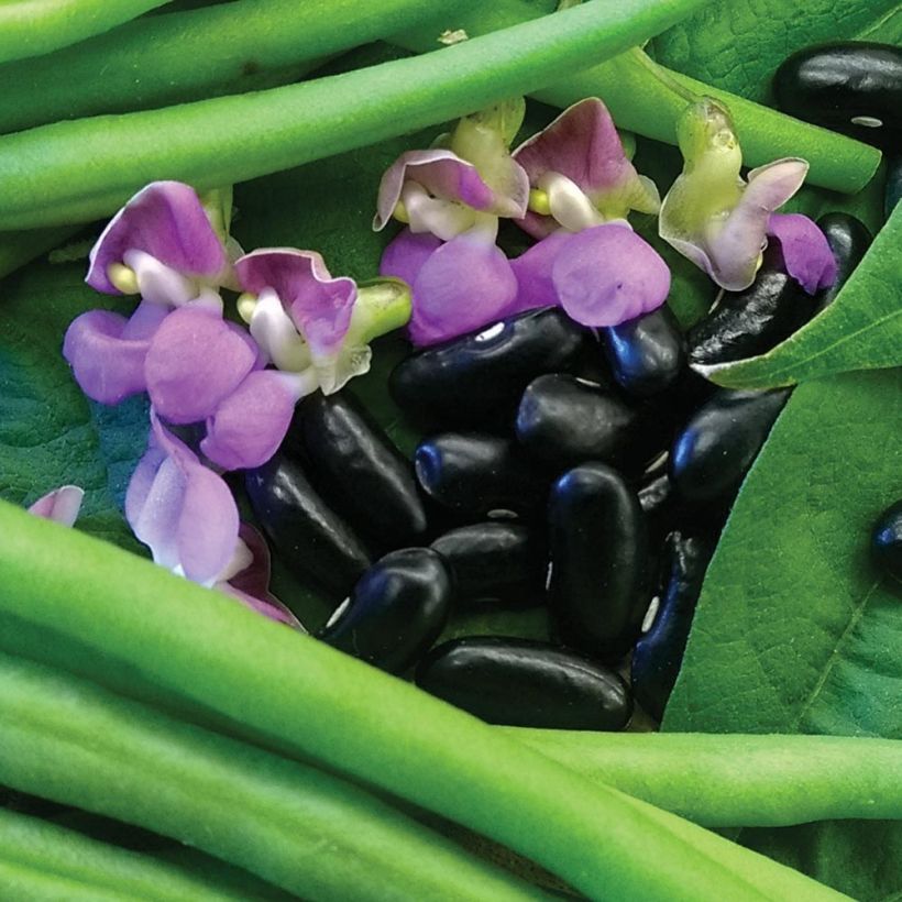 Fagiolo nano Nautica (Fioritura)