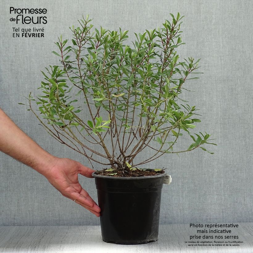 Esemplare di Veronica Celebration - Hebe Vaso da 3L/4L come consegnato in autunno