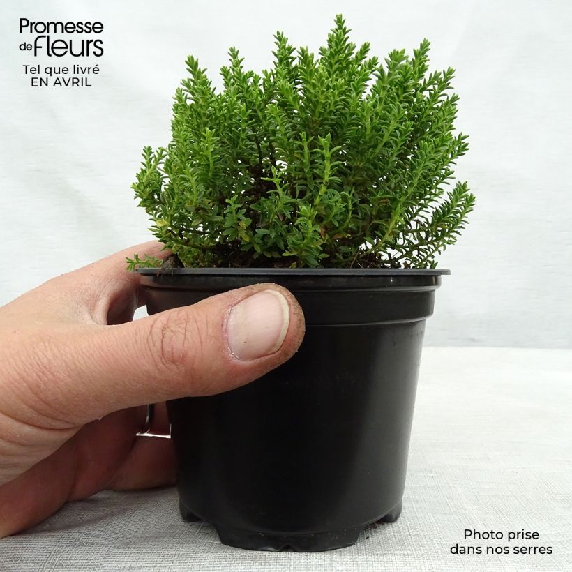 Veronica Emerald Green - Hebe Vaso da 2L/3L esemplare consegnato in primavera
