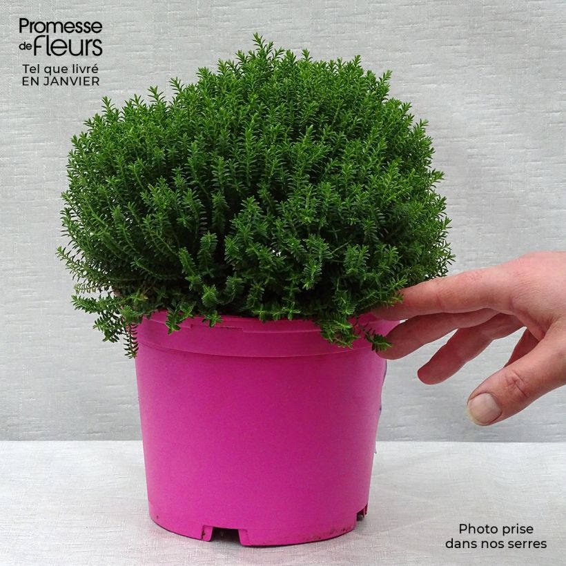 Veronica Green Globe - Hebe Vaso da 1,5L/2L esemplare consegnato in inverno