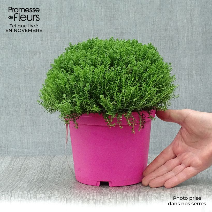 Esemplare di Veronica Green Globe - Hebe Vaso da 1,5L/2L come consegnato in autunno