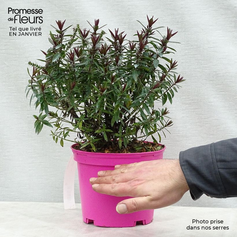 Veronica Raspberry Ripple - Hebe Vaso da 2L/3L esemplare consegnato in inverno