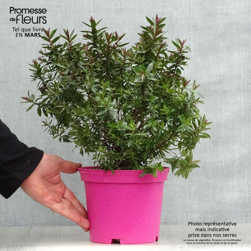 Veronica Raspberry Ripple - Hebe Vaso da 2L/3L esemplare consegnato in primavera