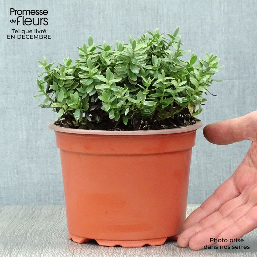 Hebe albicans Red Edge - Veronica Vaso da 2L/3L esemplare consegnato in inverno