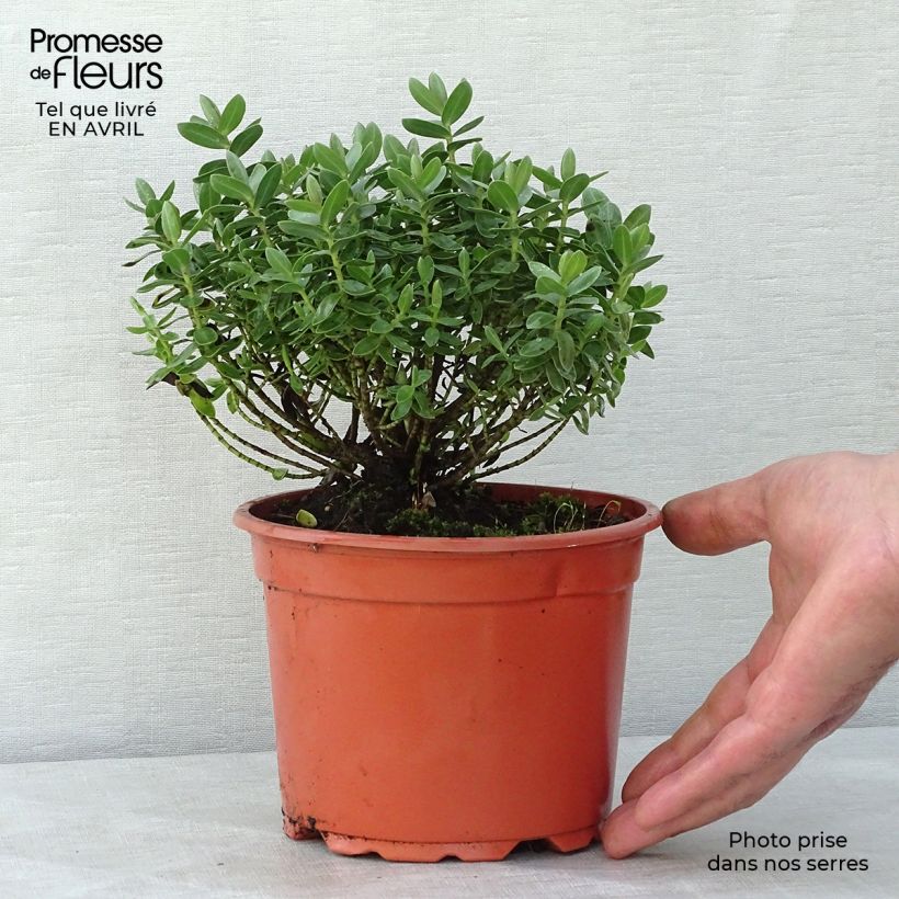 Hebe albicans Red Edge - Veronica Vaso da 2L/3L esemplare consegnato in primavera