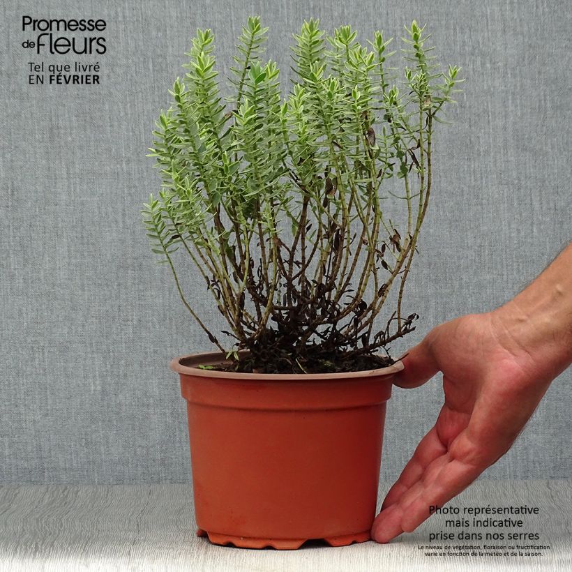 Esemplare di Hebe albicans Red Edge - Veronica Vaso da 2L/3L come consegnato in autunno