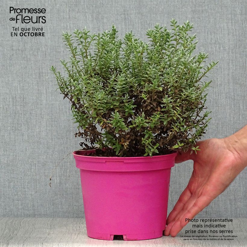 Esemplare di Hebe pinguifolia Sutherlandii - Veronica Vaso da 2L/3L come consegnato in autunno