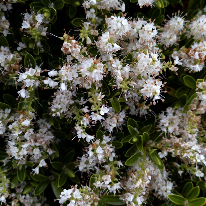 Hebe pinguifolia Sutherlandii - Veronica (Fioritura)