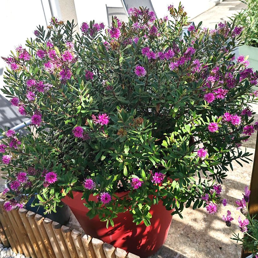 Veronica Wiri Charm - Hebe (Porto)