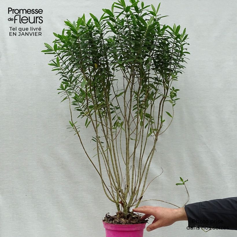 Veronica Wiri Image - Hebe Vaso da 2L/3L esemplare consegnato in inverno