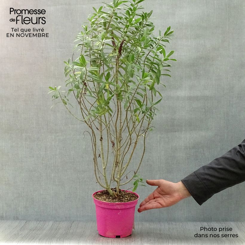 Esemplare di Veronica Wiri Image - Hebe Vaso da 2L/3L come consegnato in autunno