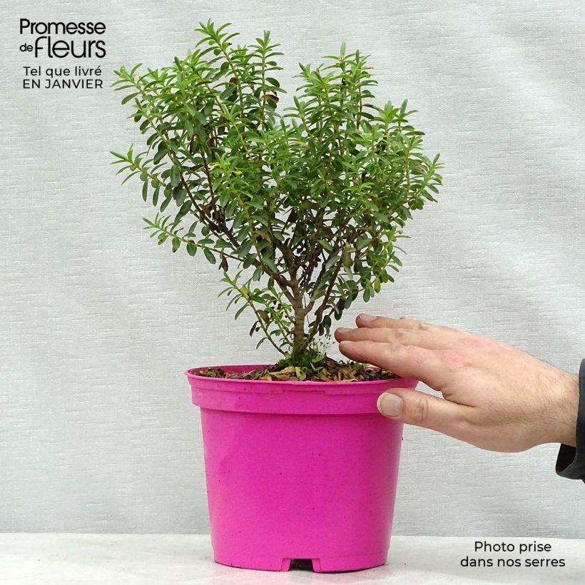 Hebe brachysiphon - Veronica Vaso da 2L/3L esemplare consegnato in inverno