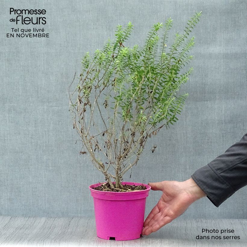 Esemplare di Hebe brachysiphon - Veronica Vaso da 2L/3L come consegnato in autunno