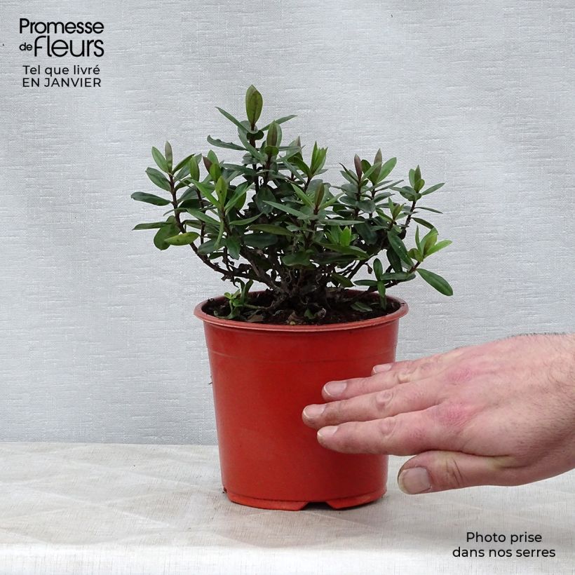 Veronica Blue Gem - Hebe Vaso da 1L/1,5L esemplare consegnato in inverno