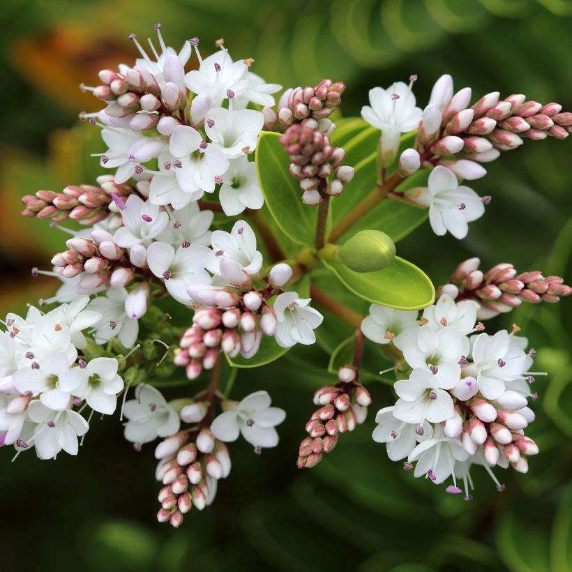 Hebe vernicosa - Veronica (Fioritura)