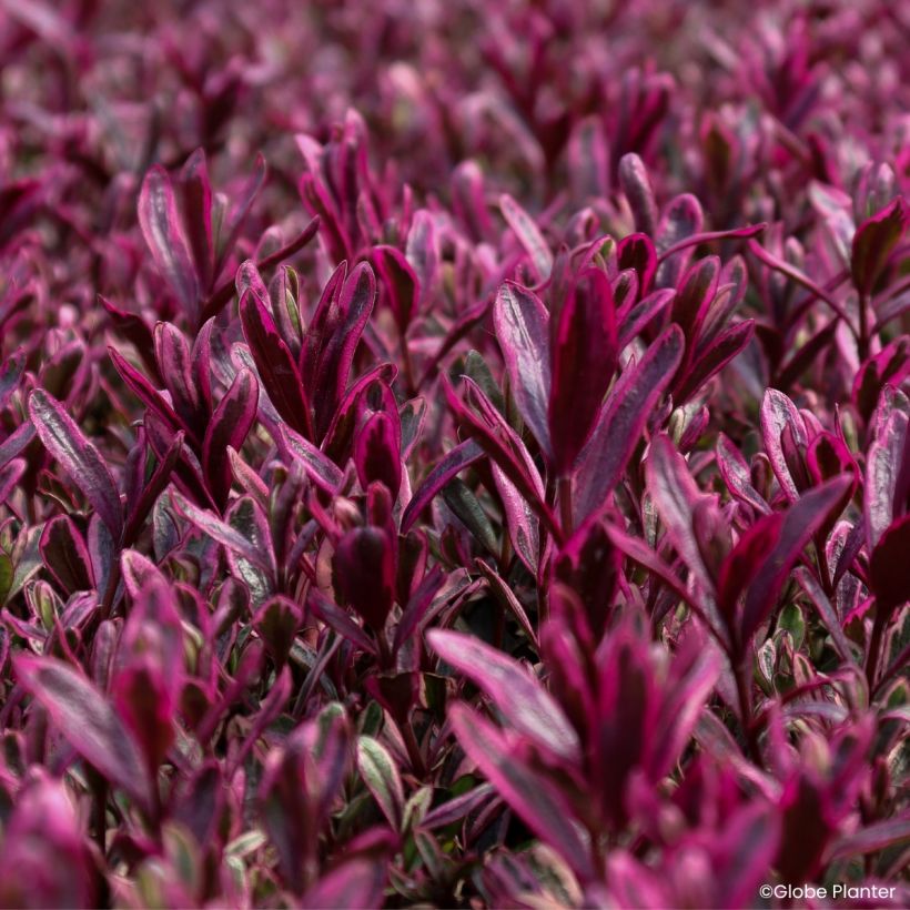 Hebe Magicolors Black Magic - Veronica (Fogliame)