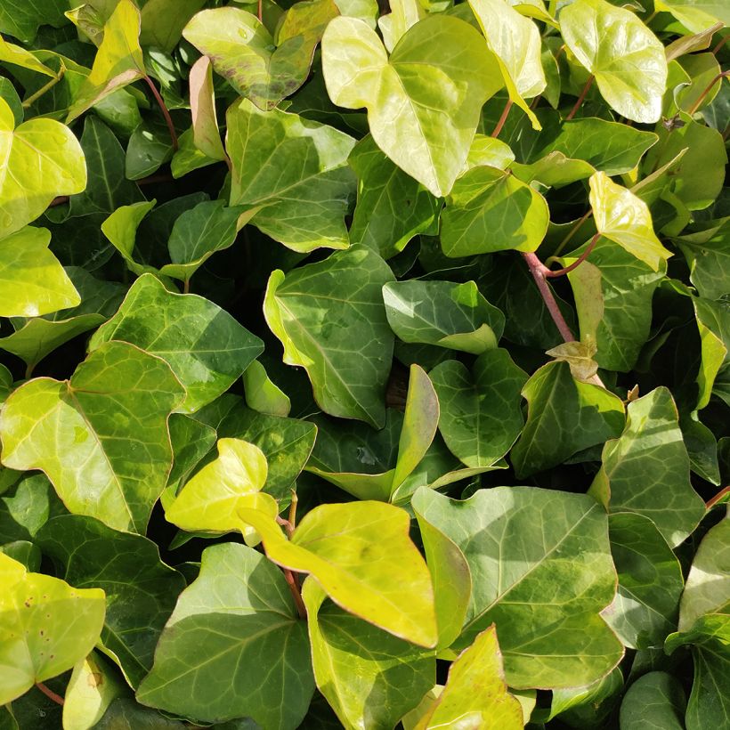 Hedera algeriensis - Edera algerina (Fogliame)