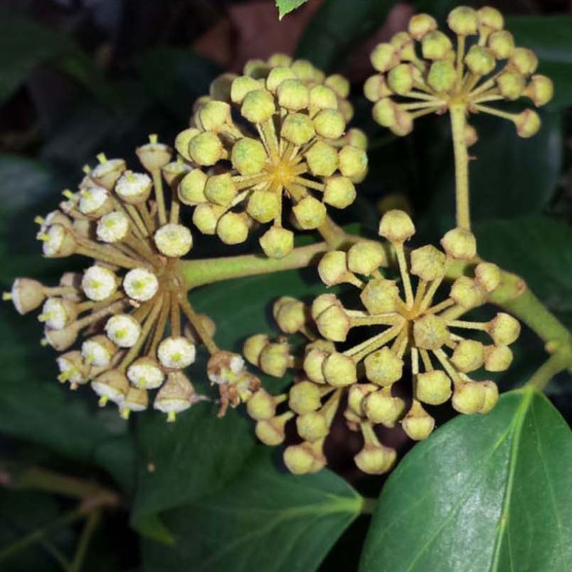 Hedera colchica - Edera (Fioritura)