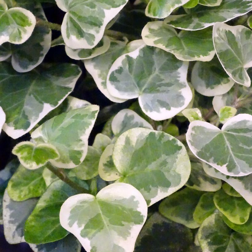 Hedera helix White wonder - Edera (Fogliame)