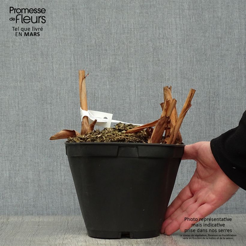 Hedychium coronarium Elizabeth Vaso da 3L/4L esemplare consegnato in primavera