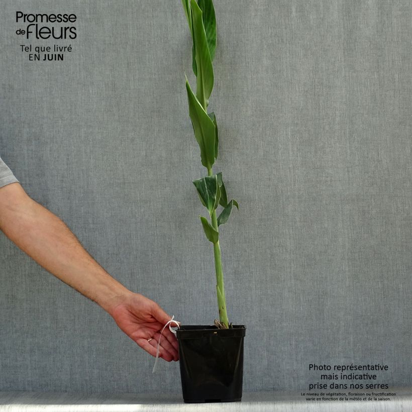 Esemplare di Hedychium coccineum Tara Vaso da 4L/5L consegnato in estate