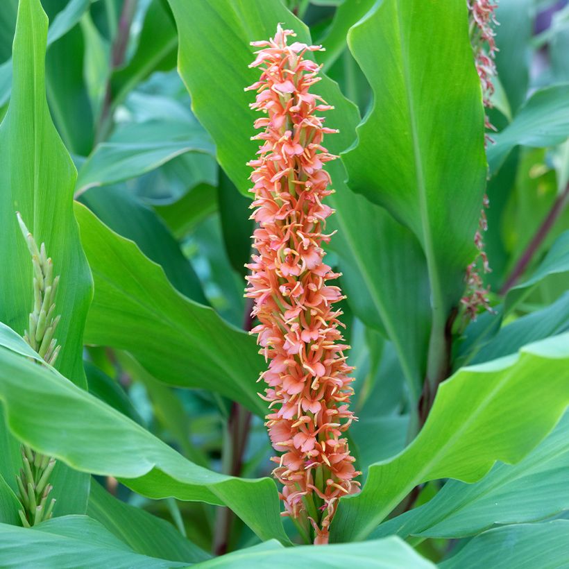 Hedychium densiflorum Assam Orange (Fioritura)