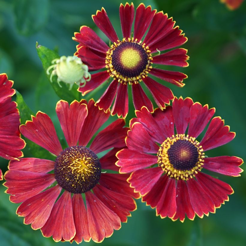 Helenium autumnale Helena Red Shades (Fioritura)