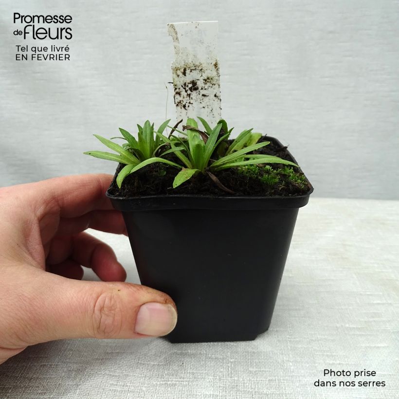 Helenium Baudirektor Linne Vasetto da 8/9 cm esemplare consegnato in inverno