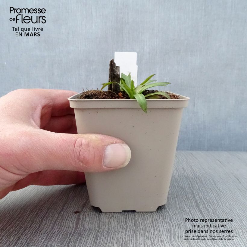 Helenium Baudirektor Linne Vasetto da 8/9 cm esemplare consegnato in primavera