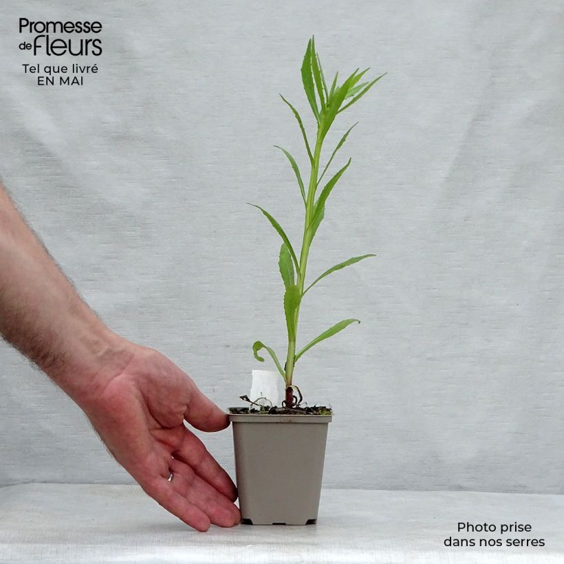 Helenium Double Trouble Vasetto da 8/9 cm esemplare consegnato in primavera