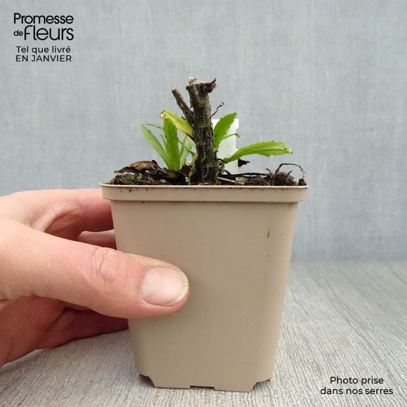 Helenium Double Trouble Vasetto da 8/9 cm esemplare consegnato in inverno