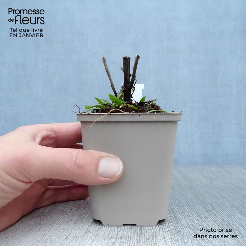 Helenium Dunkle Pracht Vasetto da 8/9 cm esemplare consegnato in inverno