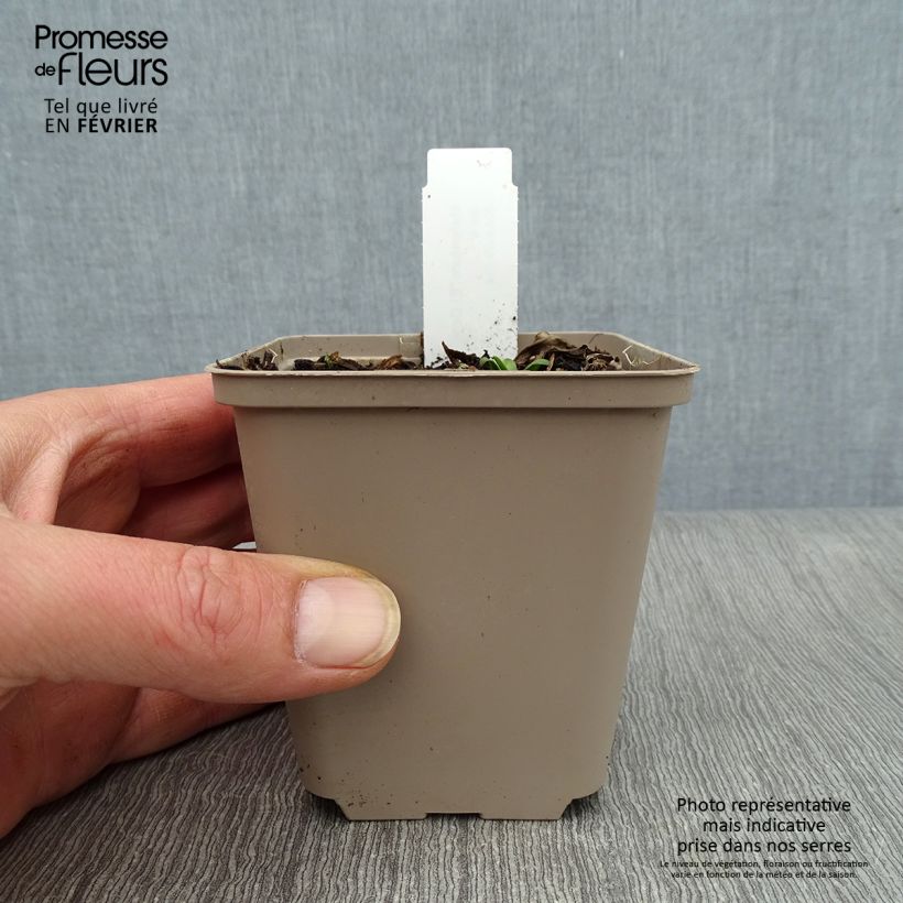 Helenium El Dorado Vasetto da 8/9 cm esemplare consegnato in inverno