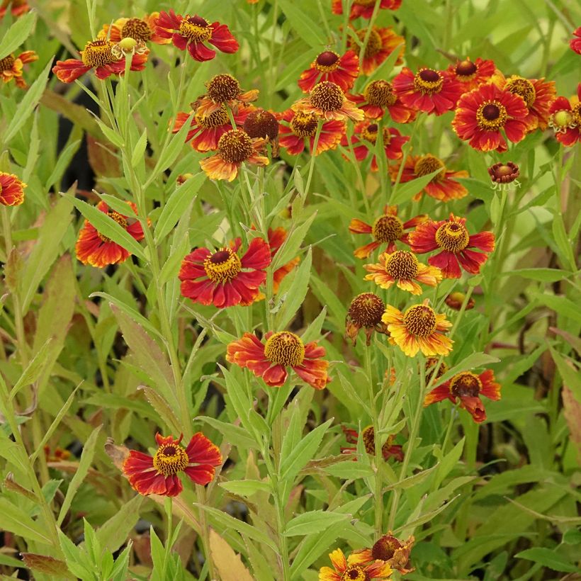 Helenium Flammendes Katchen (Porto)