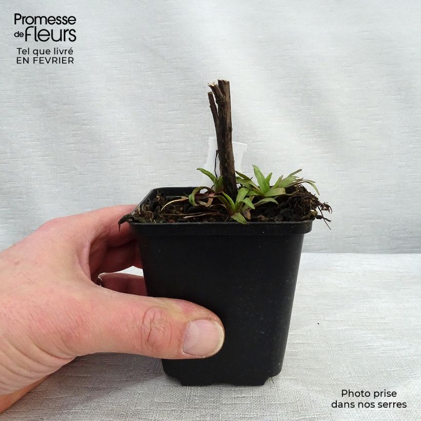 Helenium Flammendes Katchen Vasetto da 8/9 cm esemplare consegnato in inverno